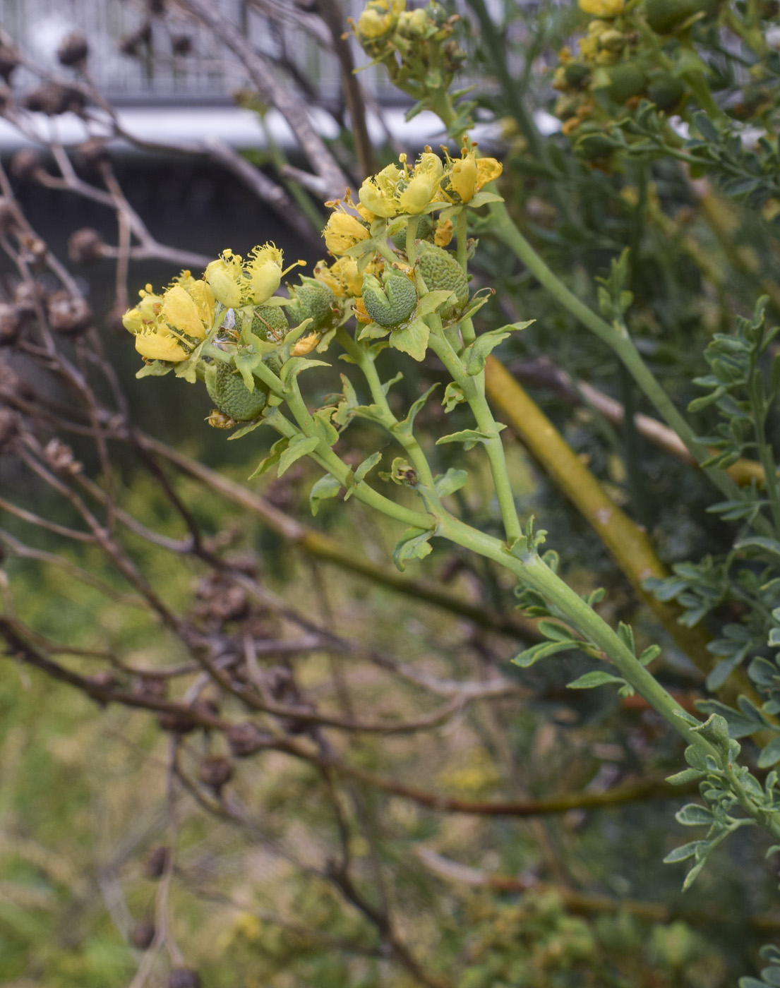Изображение особи Ruta chalepensis.
