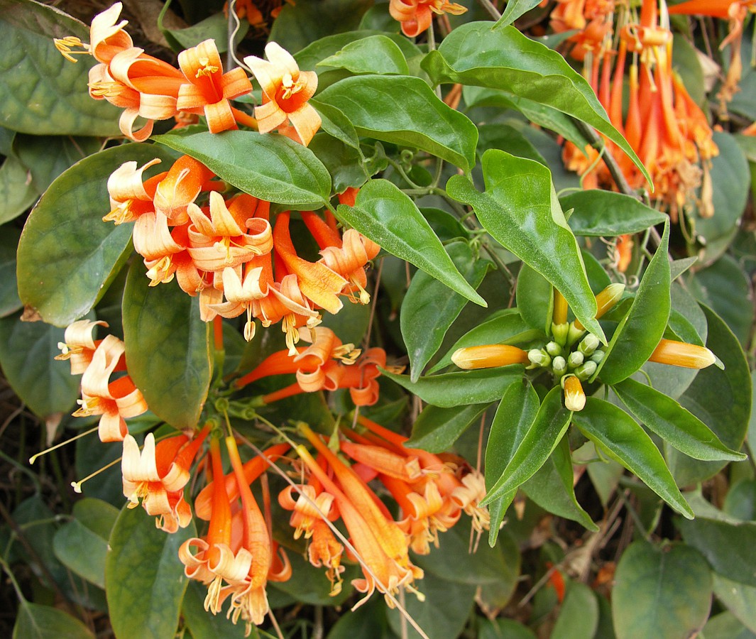 Изображение особи Pyrostegia venusta.