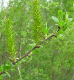 Image of taxon representative. Author is Владимир Папченков