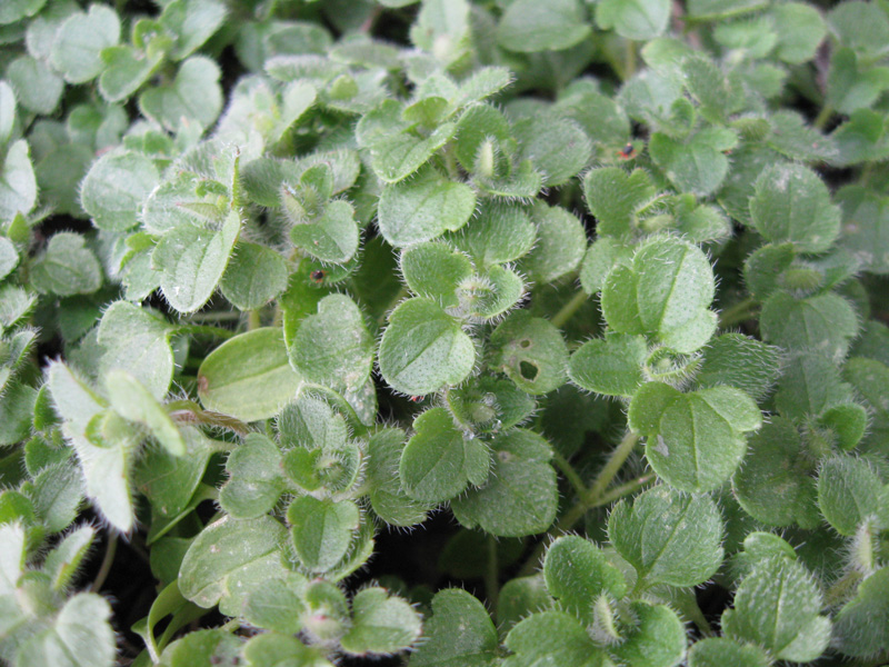 Image of Veronica triloba specimen.