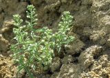 Alyssum alyssoides