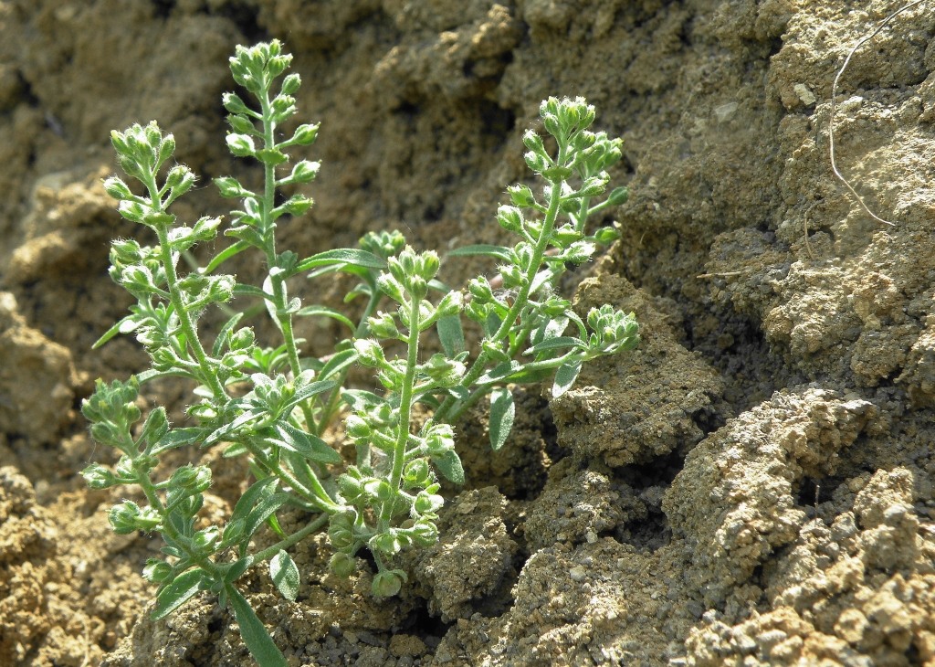 Изображение особи Alyssum alyssoides.