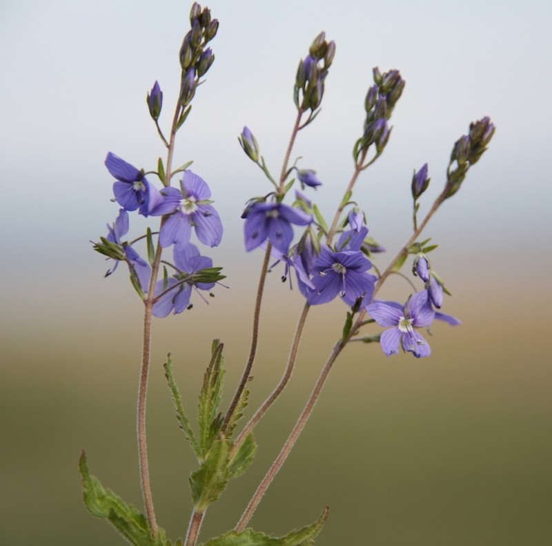 Image of Veronica krylovii specimen.