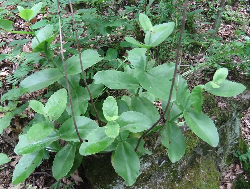 Изображение особи Hylotelephium caucasicum.