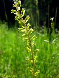 Listera ovata