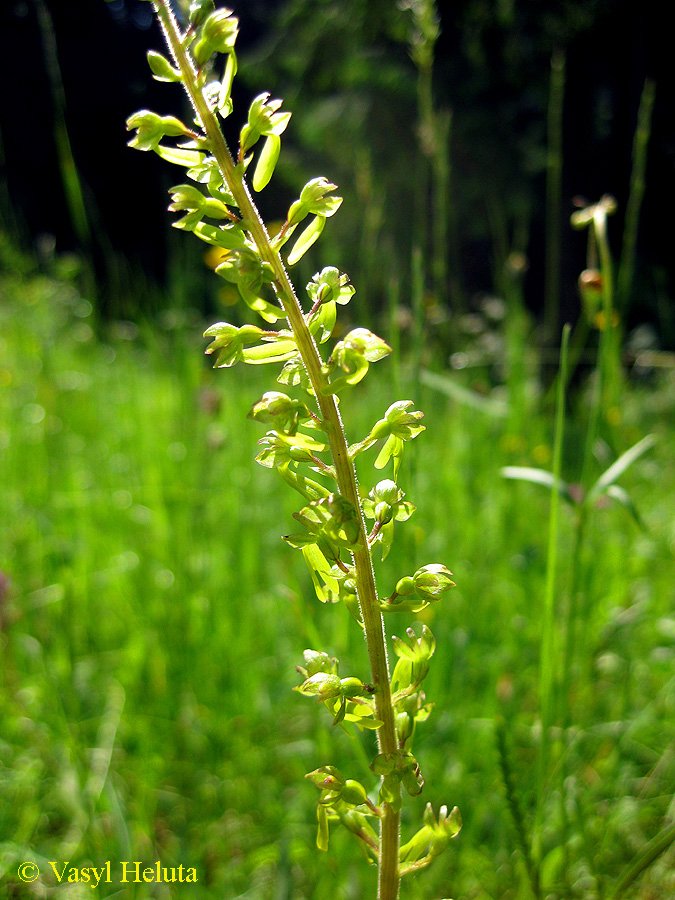 Изображение особи Listera ovata.