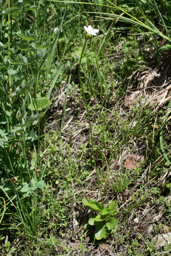 Image of Parnassia laxmannii specimen.