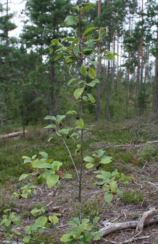 Image of Frangula alnus specimen.