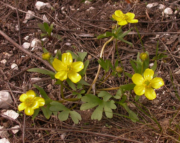 Изображение особи Ranunculus polyrhizos.