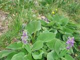 Phlomoides oreophila