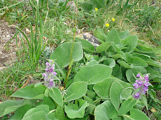 Изображение особи Phlomoides oreophila.