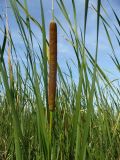 Typha angustifolia. Верхушка плодоносящего растения. Новосибирская обл., Карасукский р-н, окрестности бывшего с. Баское, берег канала. 29.07.2011.