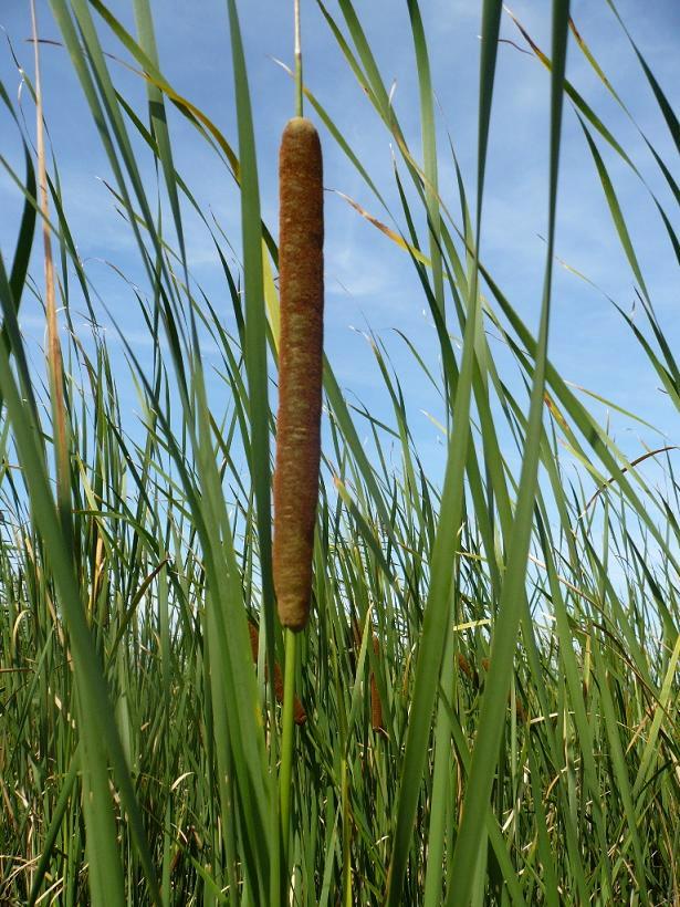 Изображение особи Typha angustifolia.