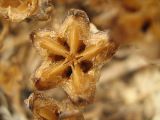 Mesembryanthemum crystallinum. Зрелый плод до рассеяния семян. Израиль, Шарон, г. Герцлия, берег Средиземного моря в зоне забрызга. 27.10.2008.