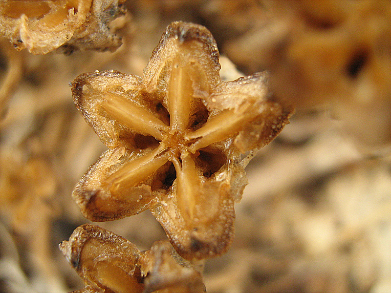 Image of Mesembryanthemum crystallinum specimen.