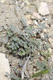 Astragalus canoflavus. Плодоносящее растение на каменистом склоне. Таджикистан, Чиличёр Чашма. 16.04.2011.