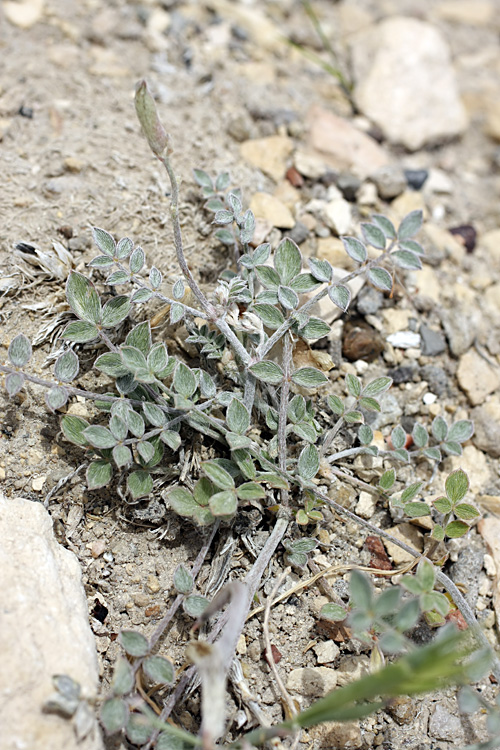 Изображение особи Astragalus canoflavus.