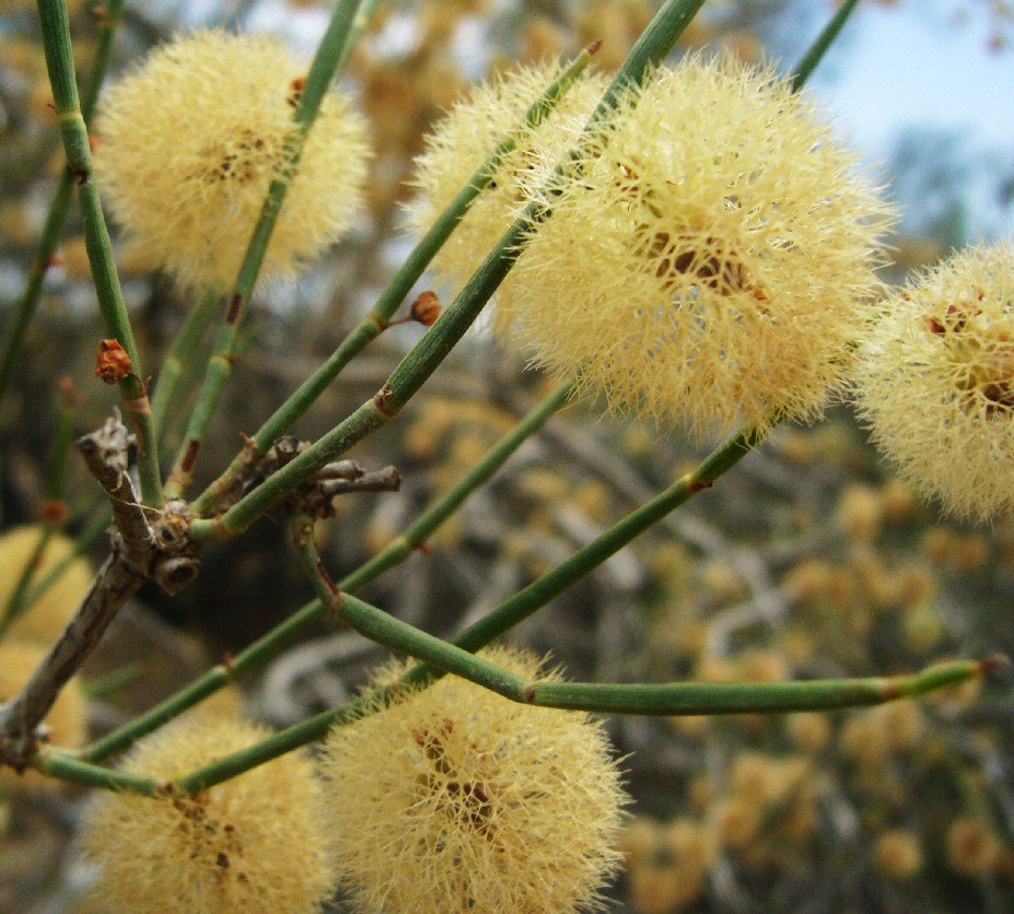 Image of Calligonum arborescens specimen.