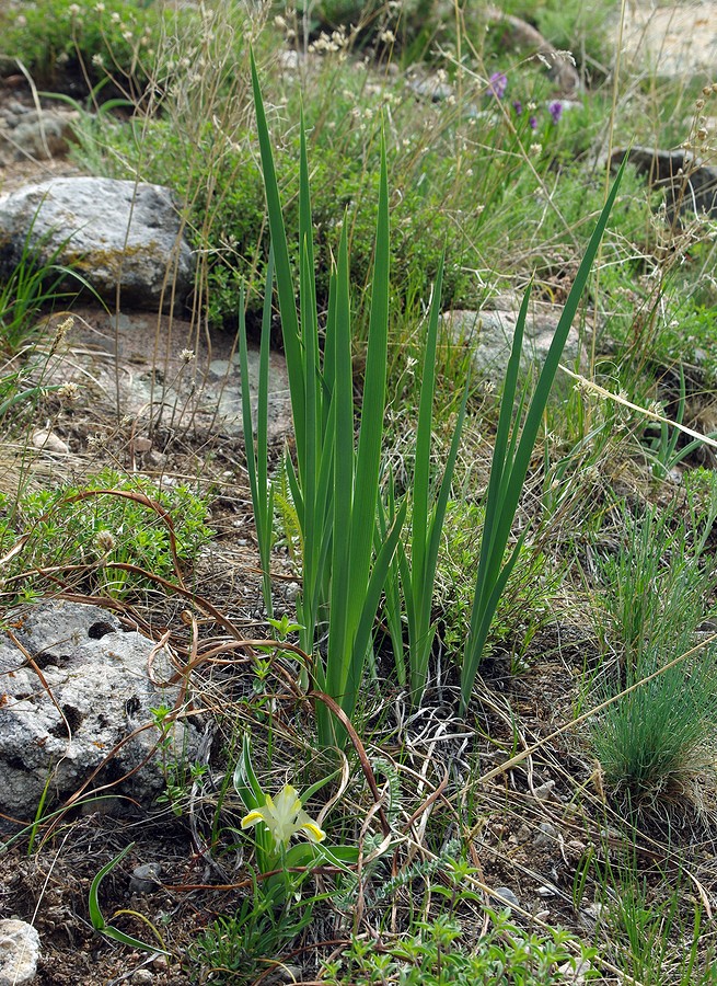 Изображение особи Iris halophila.