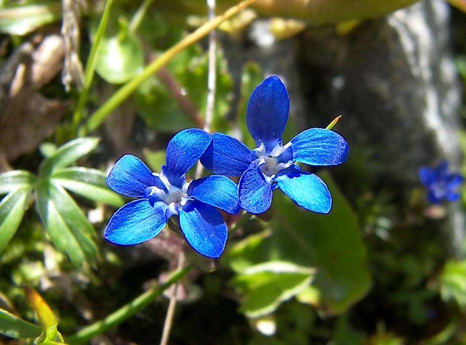 Image of Gentiana nivalis specimen.