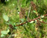 Salix myrtilloides