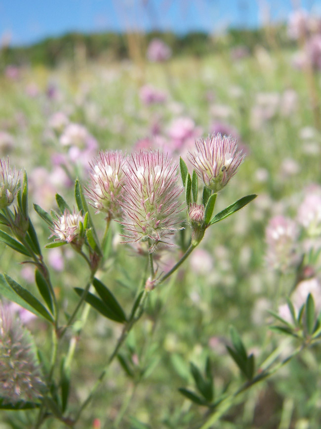 Image of Trifolium arvense specimen.