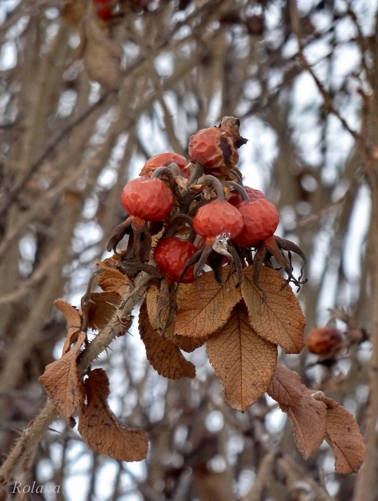 Изображение особи Rosa rugosa.