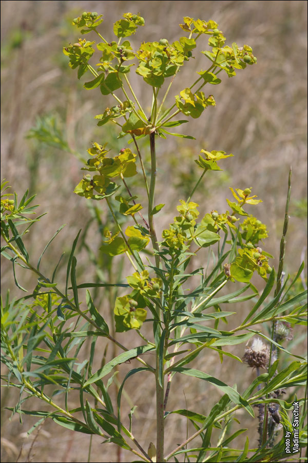 Изображение особи Euphorbia virgata.