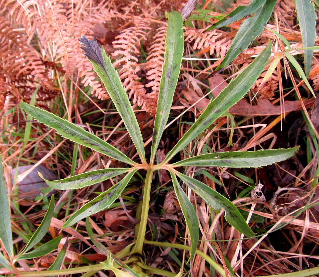 Image of Helleborus foetidus specimen.