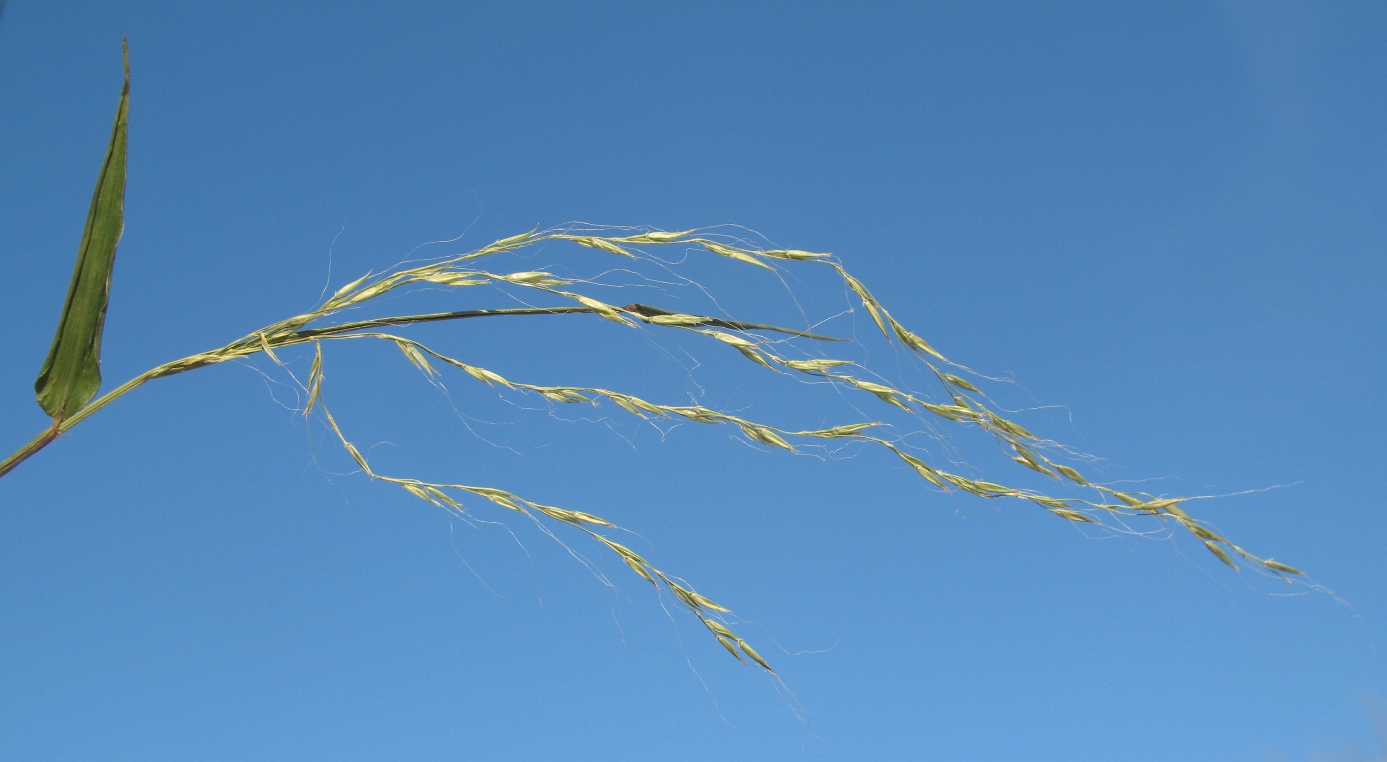 Image of Microstegium japonicum specimen.