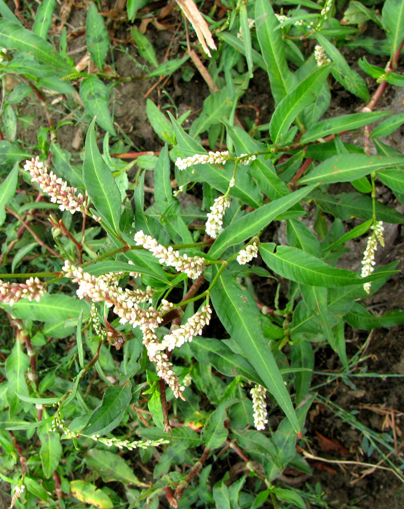 Image of Persicaria &times; hervieri specimen.