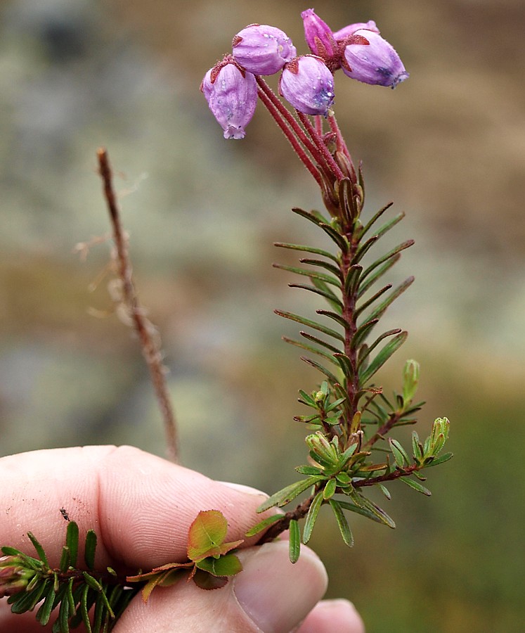 Изображение особи Phyllodoce caerulea.