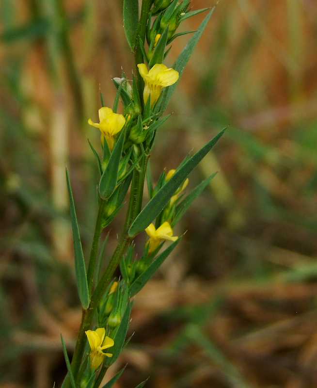 Image of Linum strictum ssp. spicatum specimen.