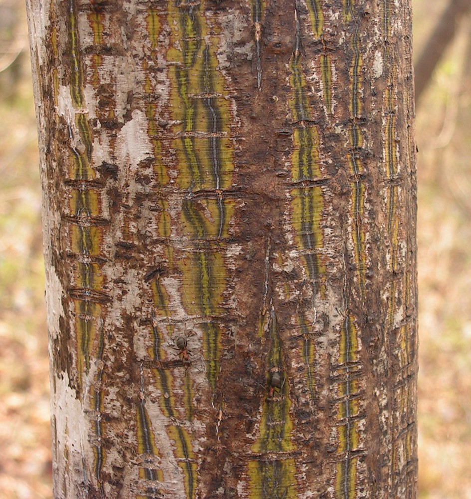 Image of Acer tegmentosum specimen.