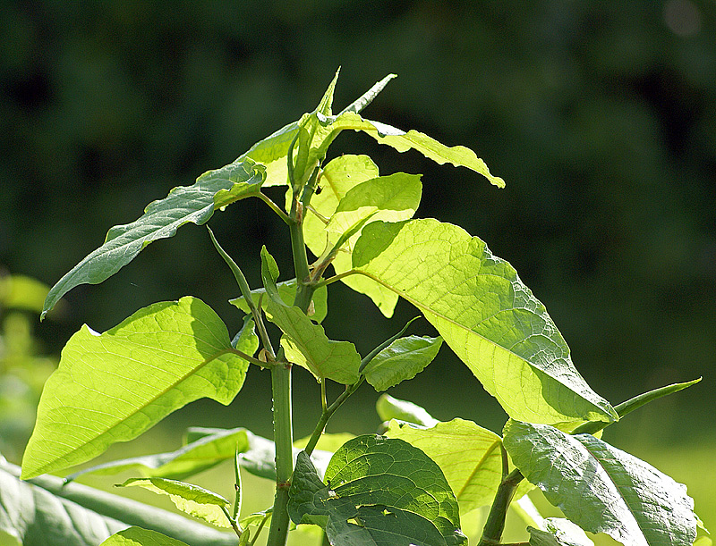 Изображение особи Reynoutria sachalinensis.