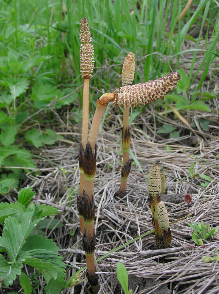 Изображение особи Equisetum arvense.