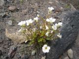 Saxifraga sibirica. Цветущее растение. Кабардино-Балкария, верховья р. Малка, 2200 м н.у.м. 16.06.2012.