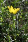 Anemone petiolulosa