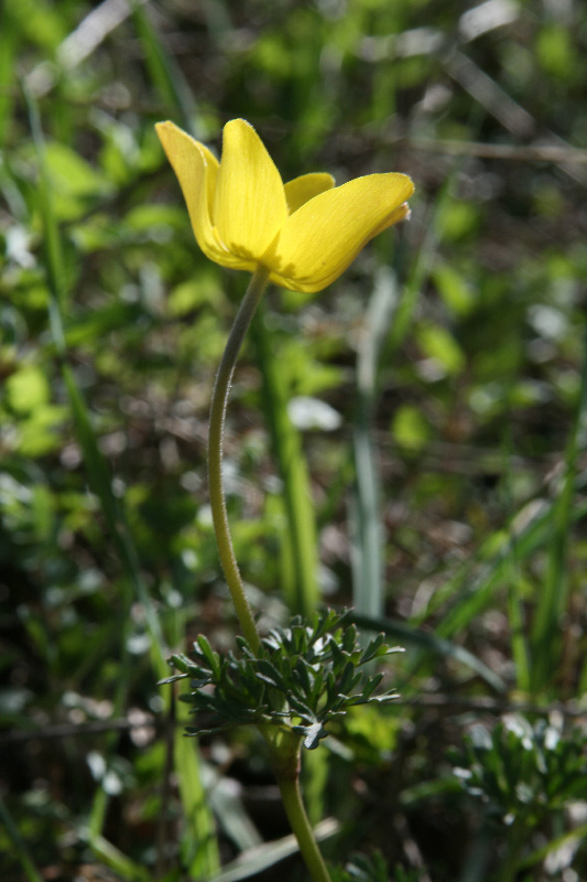 Изображение особи Anemone petiolulosa.