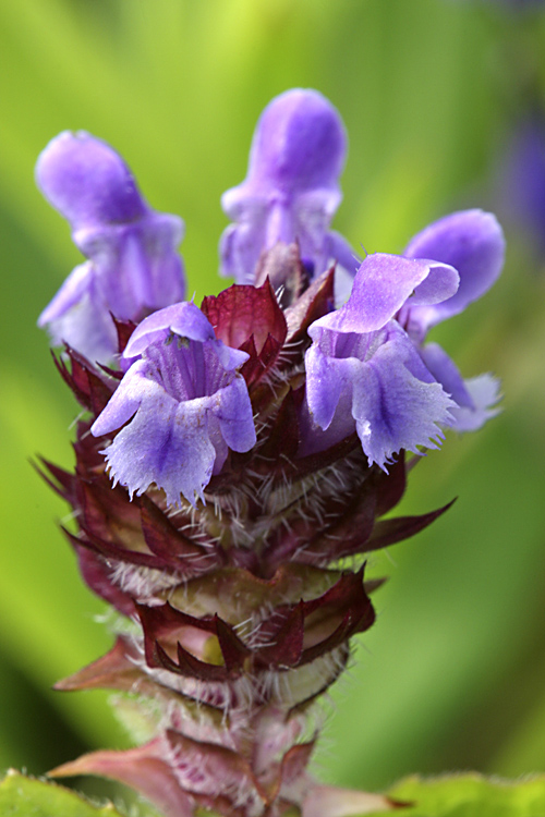 Изображение особи Prunella vulgaris.