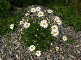 Leucanthemum vulgare. Цветущее растение. Красноярский край, Ермаковский р-н, парк \"Ергаки\", близ кордона Тушканчик, насыпной галечник. 25.08.2010.