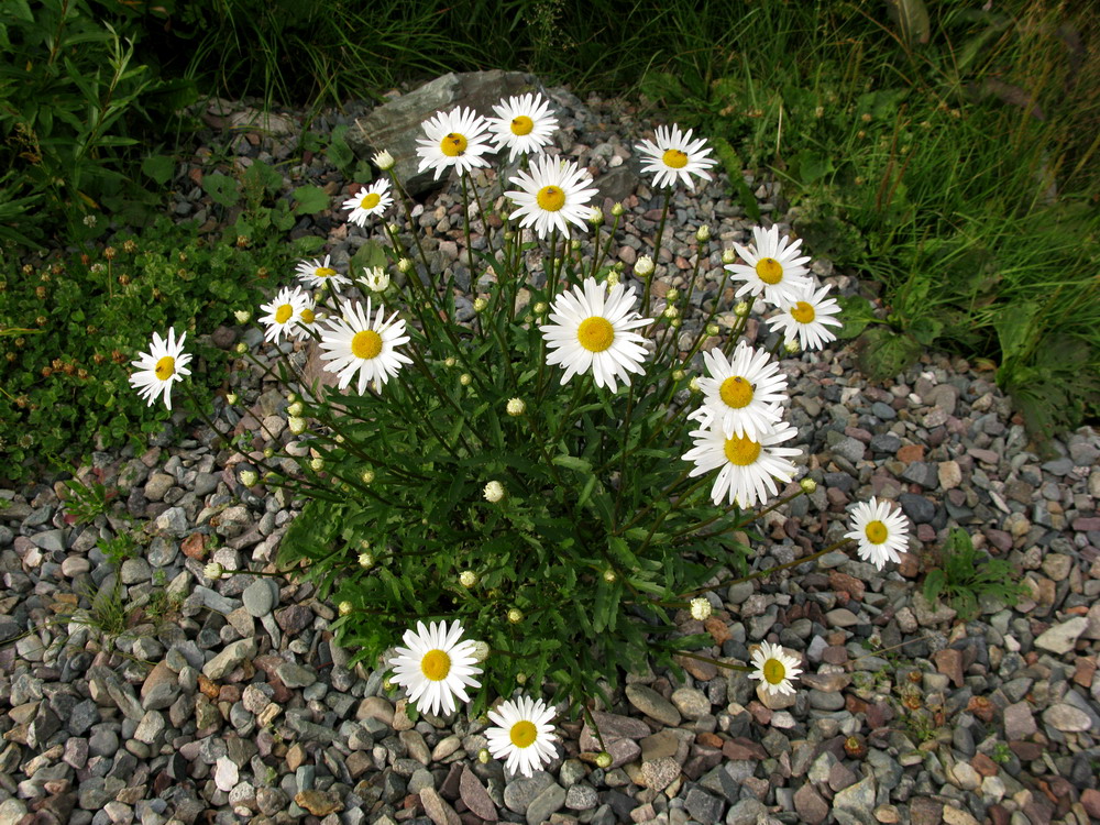 Изображение особи Leucanthemum vulgare.