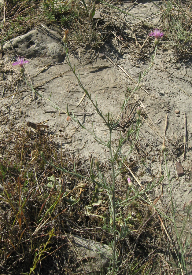 Image of Centaurea caprina specimen.