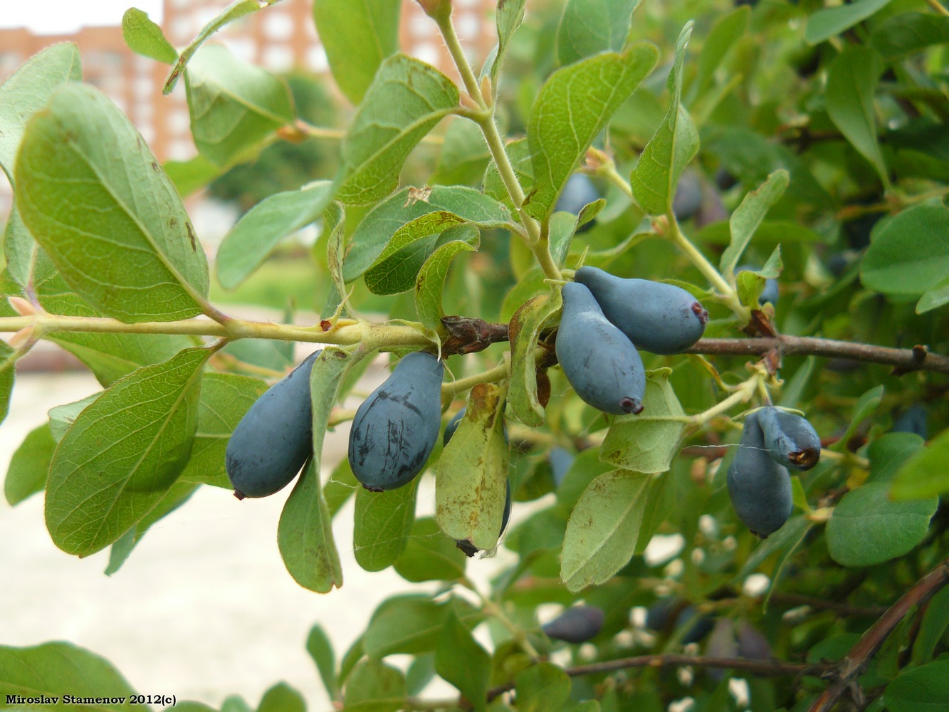 Image of Lonicera caerulea specimen.