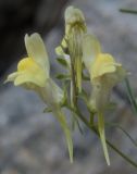 Linaria grjunerae