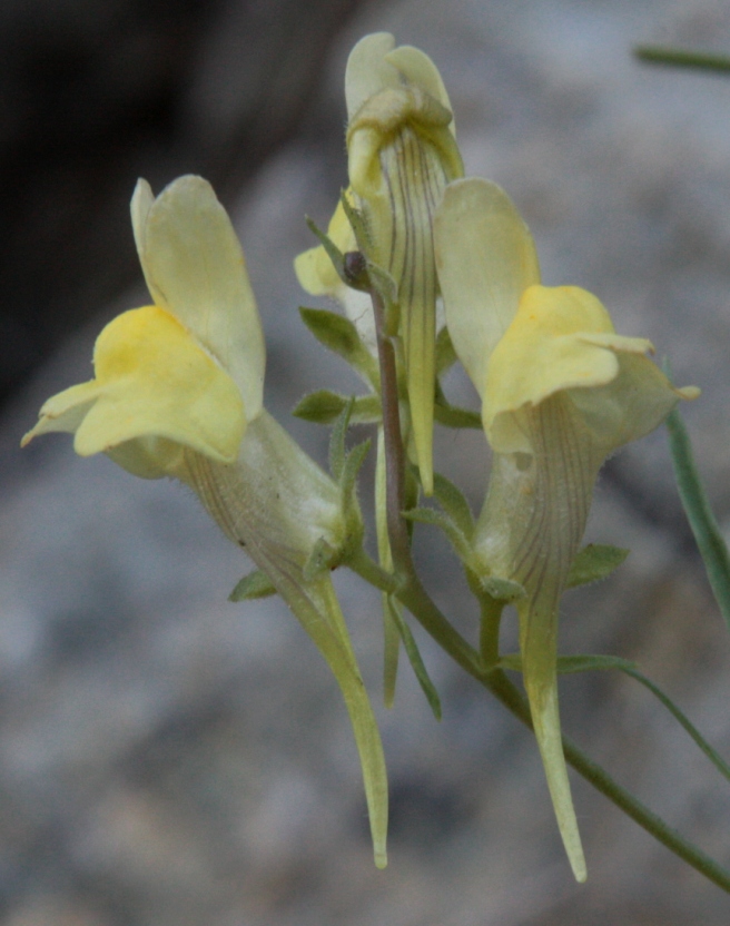 Изображение особи Linaria grjunerae.