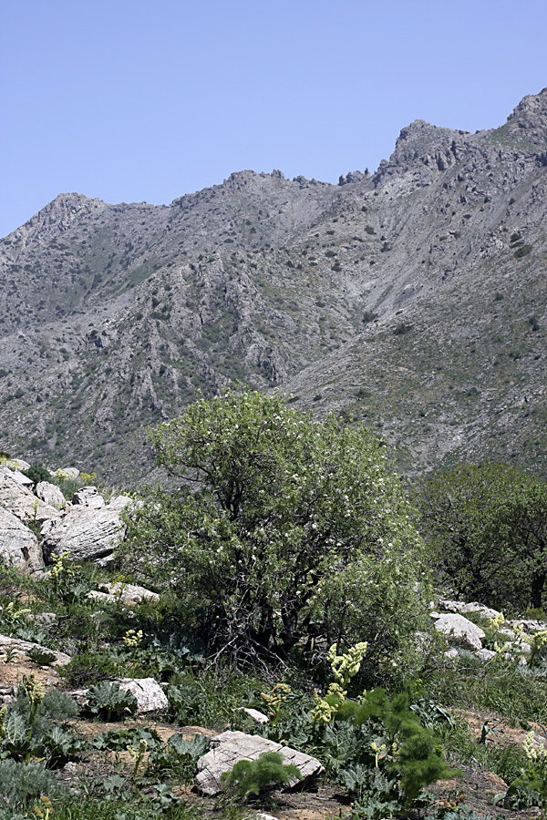 Image of Pyrus regelii specimen.