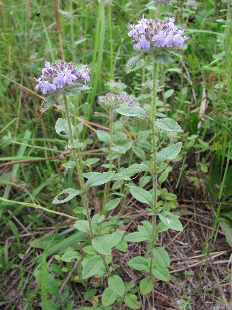 Изображение особи Ziziphora clinopodioides.