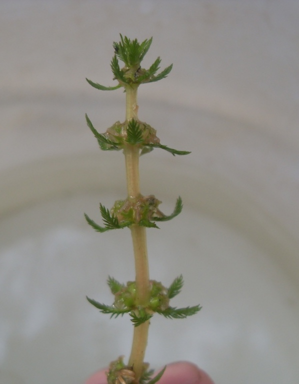 Image of Myriophyllum verticillatum specimen.