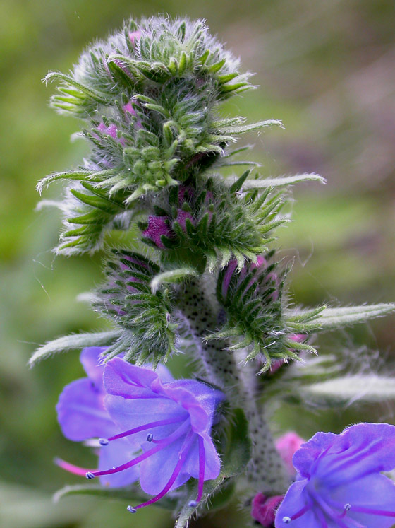 Изображение особи Echium vulgare.